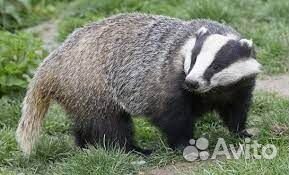 Барсучий жир