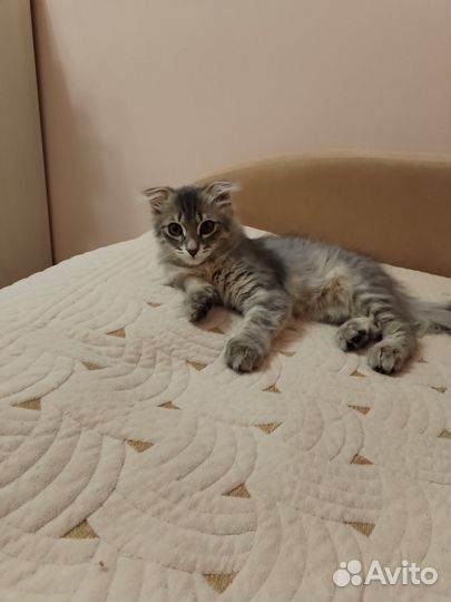 Вислоухие котята в добрые руки