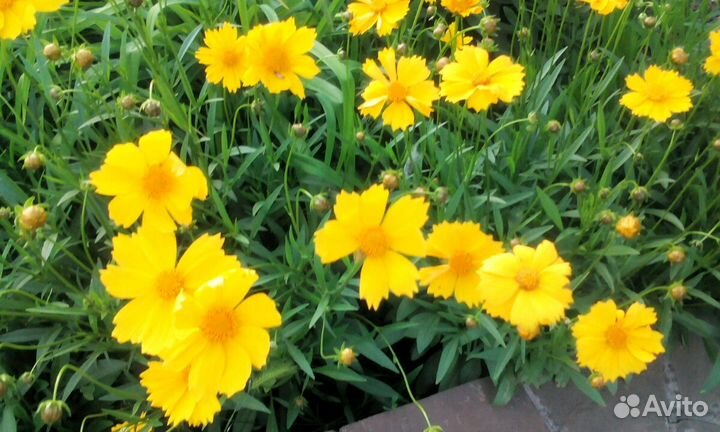 Цветы садовые многолетние