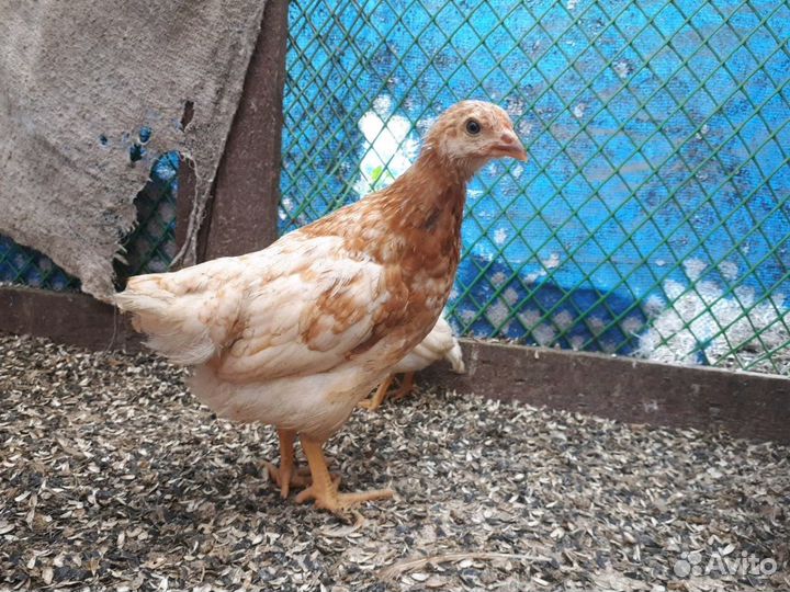 Курочки несушки ник Браун.доминанты.легорн.и.т.д