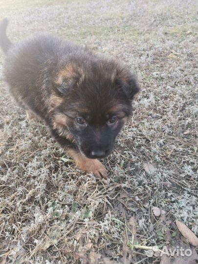 Щенки немецкой овчарки