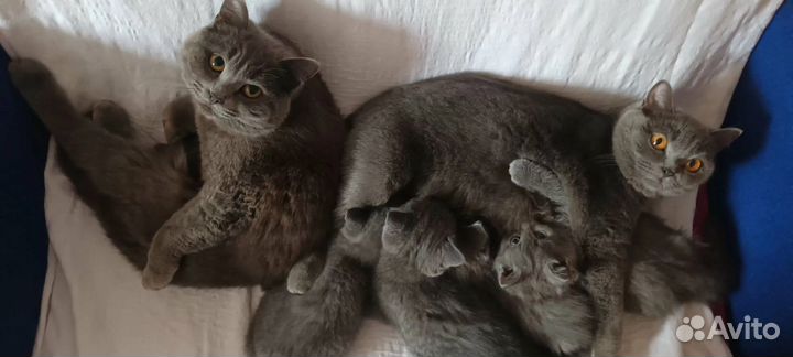 Кошки в добрые руки