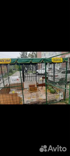 Арбузны Сетка