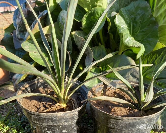 Пальма юкка