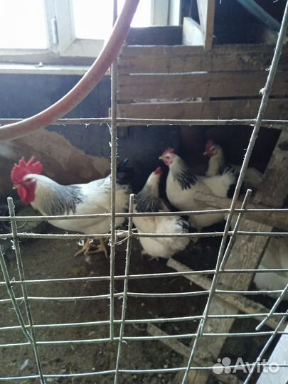 Куры петухи