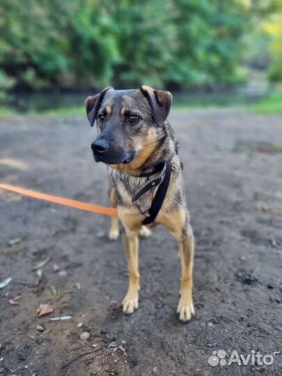 Собака Лукас скучает без хозяина