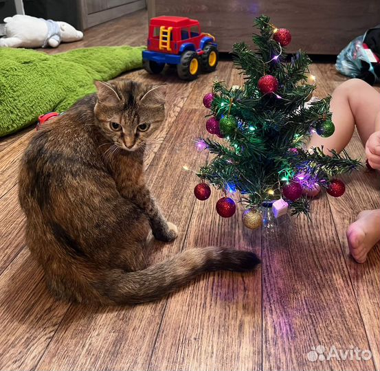 Сибирская кошка в добрые руки