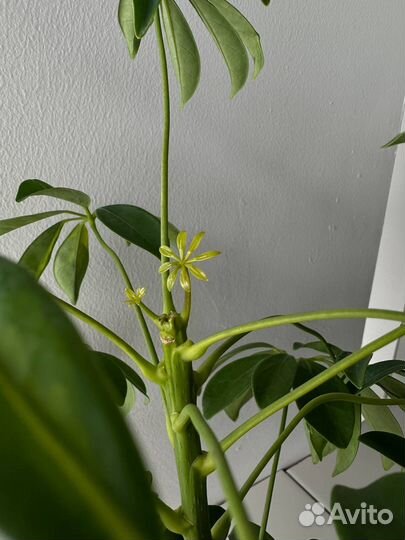 Шеффлера Нора