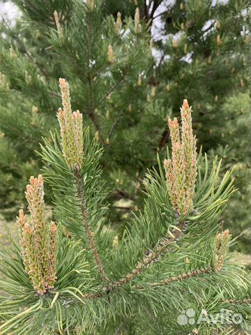 Разные травы