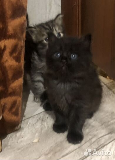 Мейн-кун метис