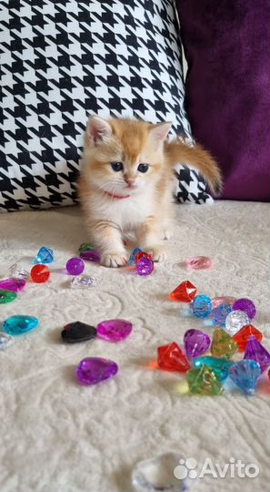 Золотые шиншилята