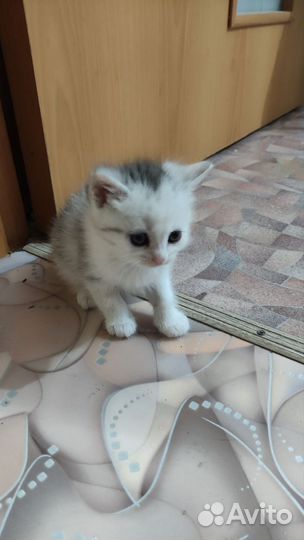 Котята шотландской вислоухой кошки