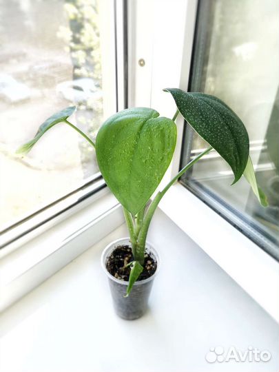 Сингониумы 5 сортов