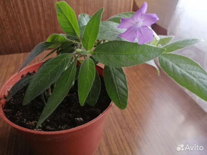 Комнатные цветы