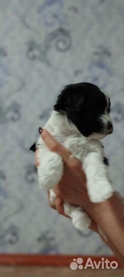 Маленькая собака