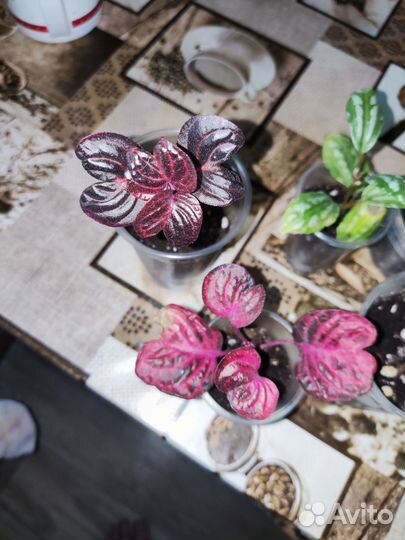 Цветы сингониум пилея пеллиония ирезине плющ