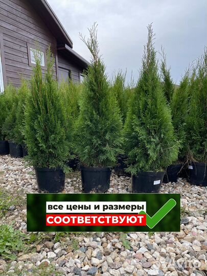 Туя смарагд 100 см свежая копка 2023