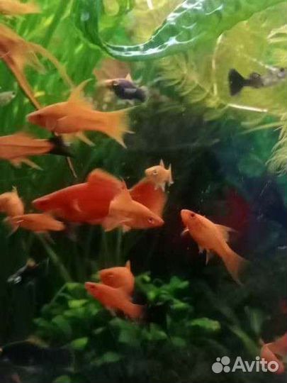 Аквариумные рыбки