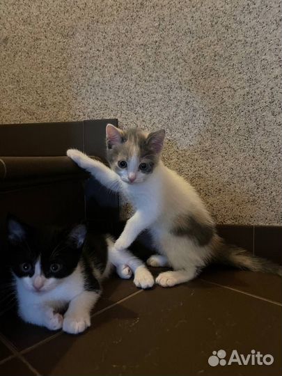 Красивые котята