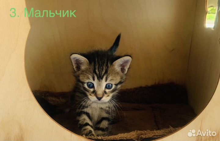 Кошки в добрые руки бесплатно