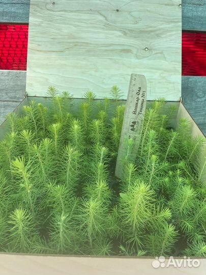 Сеянцы сосны обыкновенной зкс