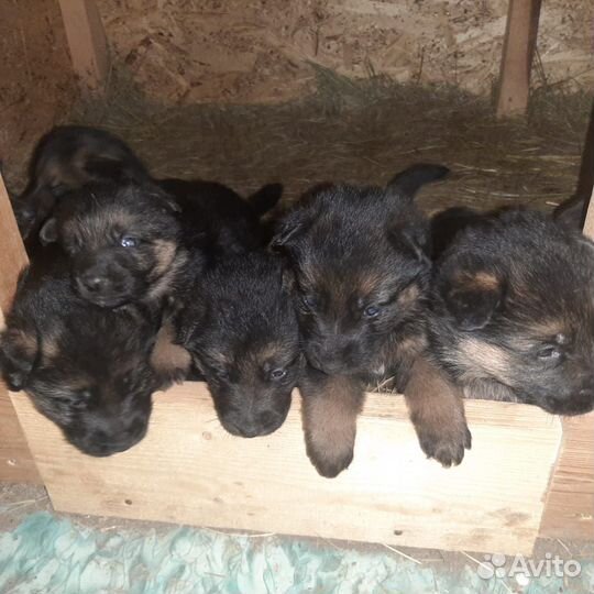 Щенки немецкой овчарки