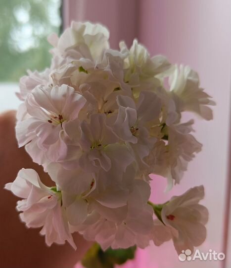 Пеларгония герань сортовая