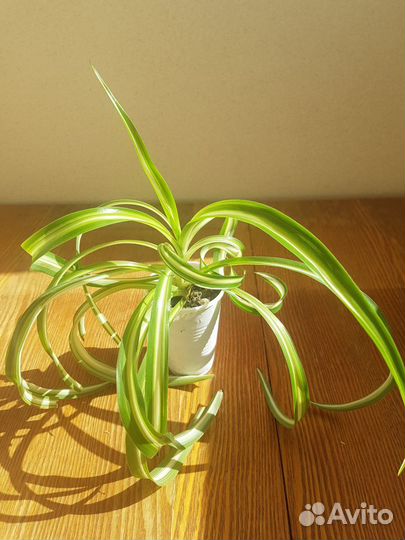 Хлорофитум хохлатый