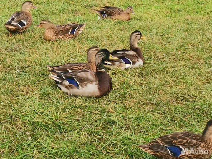 Подсадные утки, селезни