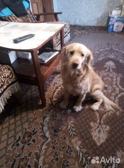 Кокер спаниель