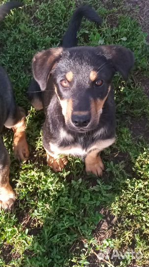 Щенок в добрые руки