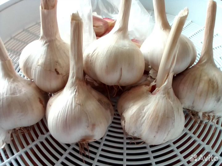 Чеснок озимый