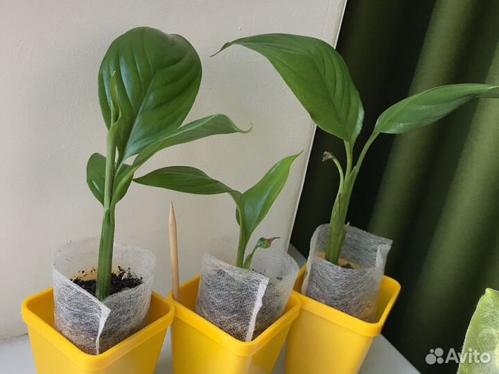 Спатифиллум (женское счастье)