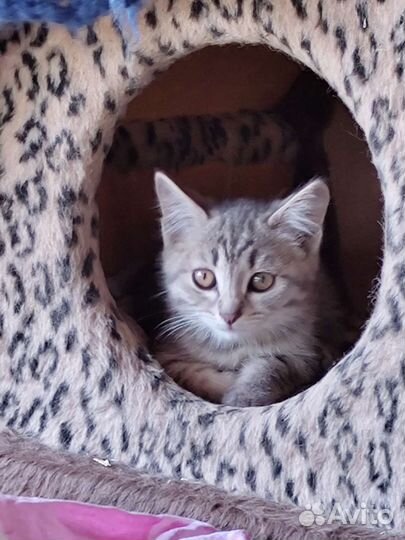 Кошка 4 месяца в частный дом