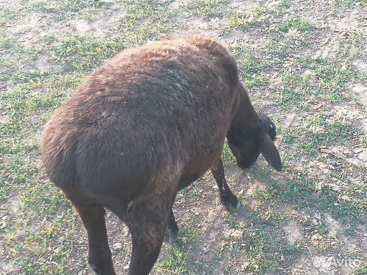 Продам овец ягнята и овцематки