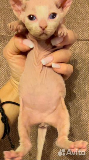 Канадский сфинкс девочка