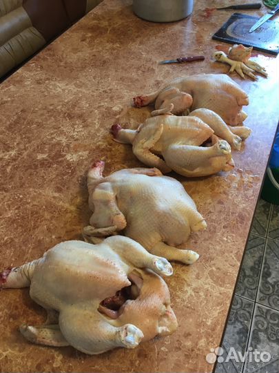 Мясо домашней птицы мясо домашнего бройлера