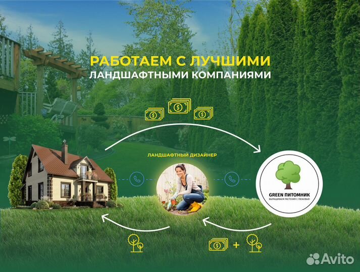 Туя западная Смарагд