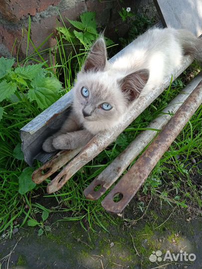 Кошки бесплатно