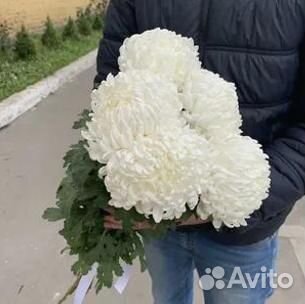 Хризантемы Белые Букет