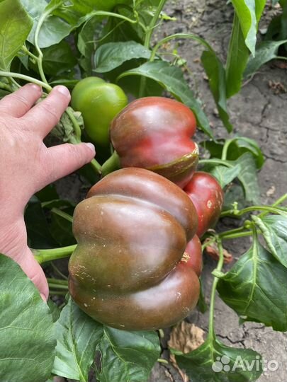 Семена сладкого перца