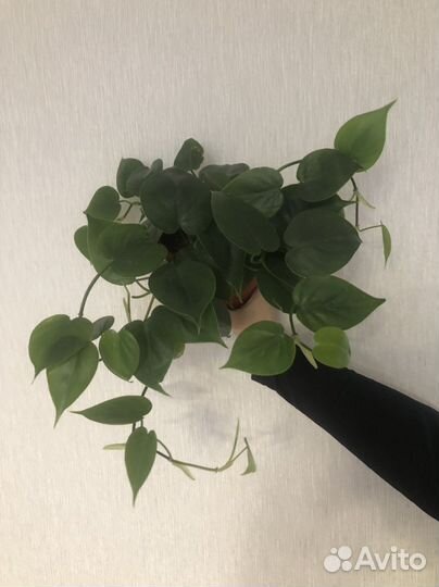 Филодендрон