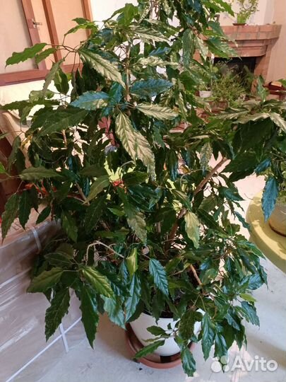 Гибискус или китайская роза