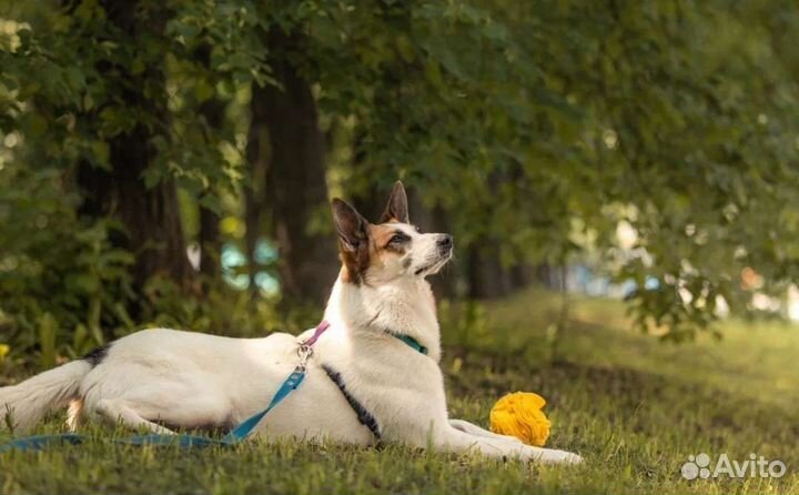 Собака в добрые руки