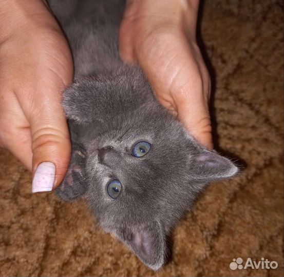 Кошечка в добрые руки