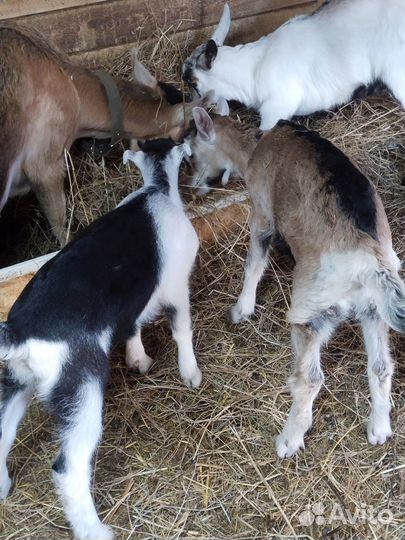 Продам козлят