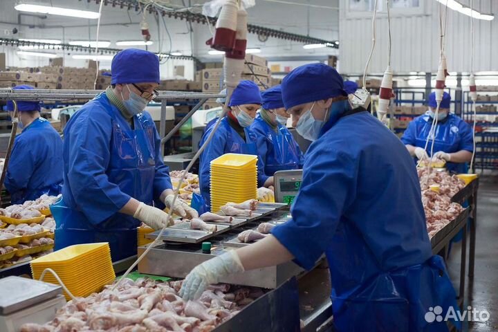 Сортировщик на птицефабрику Самарская область