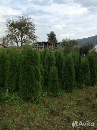 Туя ель(сморагд,колумна,голубая,серебристая)камни