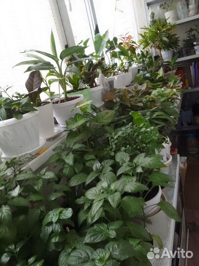 Комнатные цветы разные