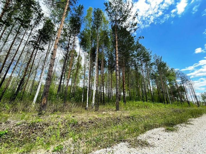 Участок 11 сот. (СНТ, ДНП)